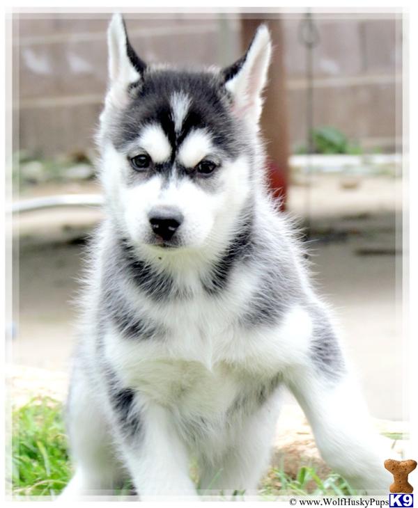 Puppies in NV